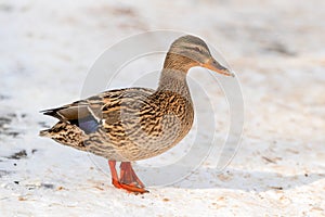 A female mallard walks in the snow, the weather is sunny