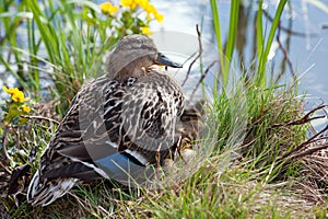 Wild Duck (Anas platyrhynchos), female photo