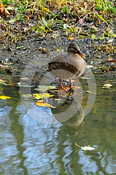 The female mallard or wild duck (Anas platyrhynchos), a female duck stands on the shore of a lake