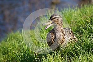 Female mallard (wild duck) near the Lake Malta in Pozna? (Poland) photo