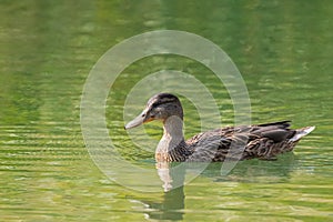 Female mallard wild duck swimming in crystal clear lake water of