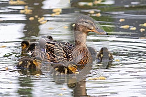 female mallard with young chicks