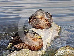 Female Mallards resting on a rock