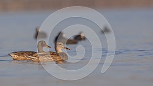 Female Mallards Swimming