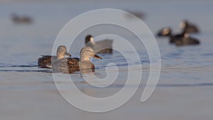 Female Mallards Wading