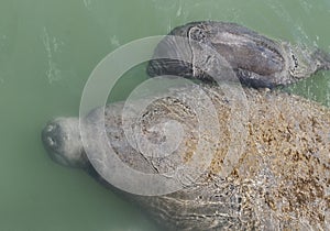 Female Manatee and Baby