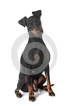 Female manchester terrier