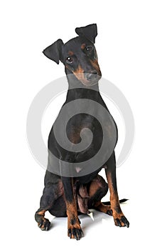 Female manchester terrier photo