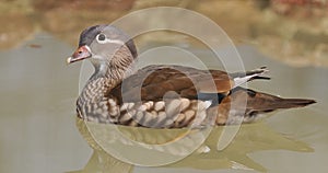 Female mandarin duck.