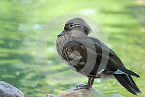 Female mandarin duck