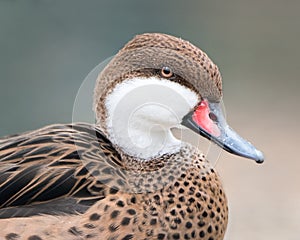 Female Mandarin Duck II