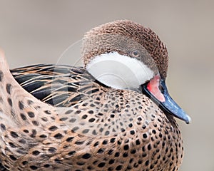 Female Mandarin Duck III