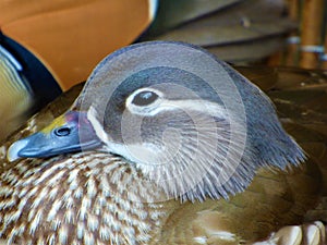 Female Mandarin Duck