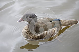 Female Mandarin Duck Yuan-yang