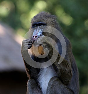 Female Mandrill (Mandrillus sphinx)