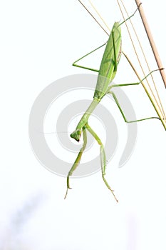 Female mantis