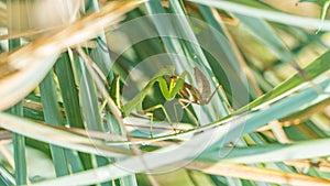 Female mantis is having lunch after mating. Sochi, Russia