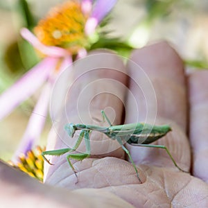 The female mantis iris polystictica