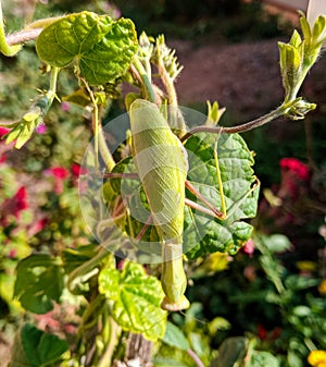A female mantis, a predatory insect mantis on a green plant
