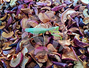 Female mantis, predatory insect mantis