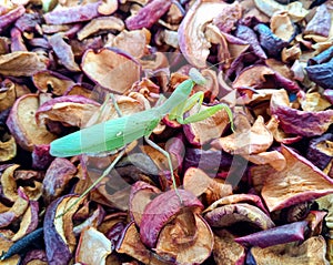 Female mantis, predatory insect mantis