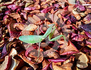 Female mantis, predatory insect mantis