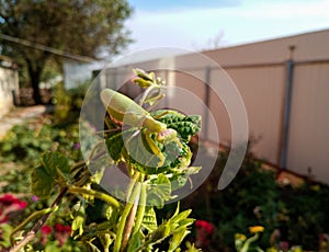 A female mantis, a predatory insect mantis on a green plant