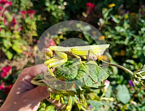 A female mantis, a predatory insect mantis on a green plant