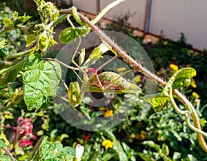 A female mantis, a predatory insect mantis on a green plant