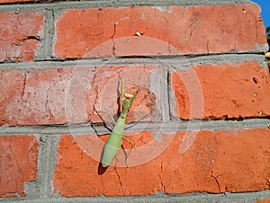 female mantis, a predatory mantis insect on a brick wall