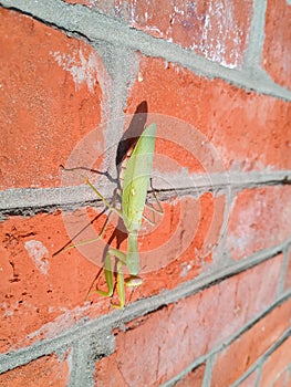 female mantis, a predatory mantis insect on a brick wall