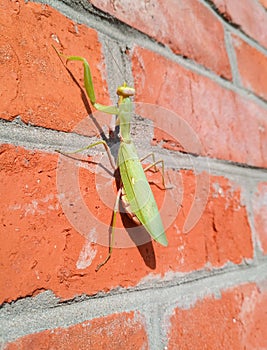 female mantis, a predatory mantis insect on a brick wall