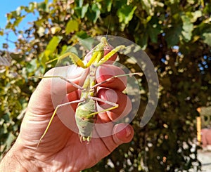 female mantis, a predatory mantis insect on a human hand