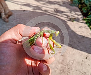 female mantis, a predatory mantis insect on a human hand