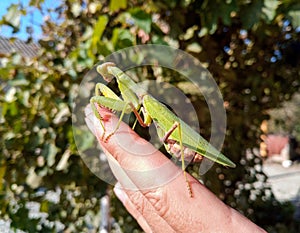 female mantis, a predatory mantis insect on a human hand