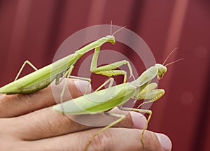 female and the mantis are sitting on the palm of a man. Insect predator mantis.