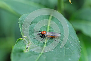 Female marchfly on a leaf, Bibio Hortulanus, garden march fly