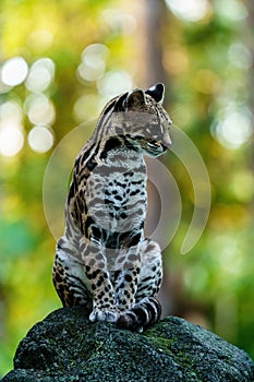 Female Margay (Leopardus wiedii) early morning in forest in Csota Rica