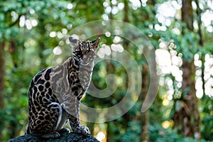 Female Margay (Leopardus wiedii) early morning in forest in Csota Rica