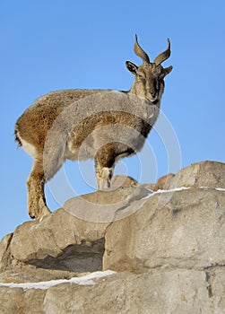 Female markhor photo