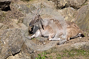 Female Markhor, Capra falconeri, with twisted horns