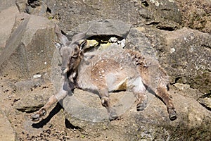 Female Markhor, Capra falconeri, with twisted horns