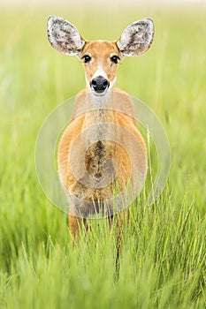 Female Marsh Deer Blastocerus dichotomus