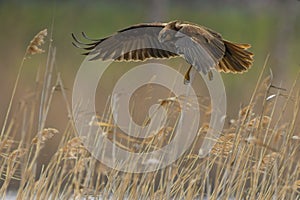A female marsh harrier flies out of the reeds of a lake