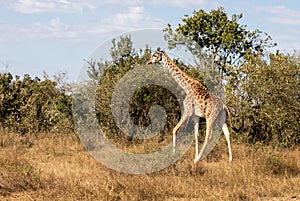 Female Masai giraffe walking in African bush landscape in Kenya