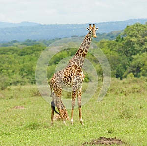 Female Masai Giraffe with young
