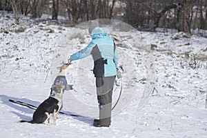 Female master feeding bsenji dog hat standing on a hind legs on a snow