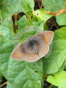 Female Meadow Brown butterfly