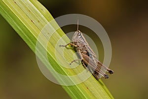 A female Meadow Grasshopper, Chorthippus parallelus, resting on a reed.