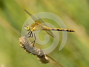 Female Meadowhawk on Seedhead